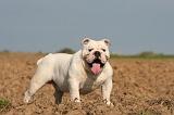 BULLDOG ANGLAIS 172
